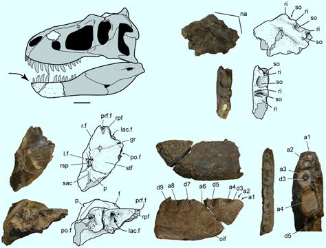 nanuqsaurus hoglundi fossil.